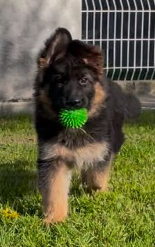 chiot Berger Allemand Poil Long Des Sources De L'Hers