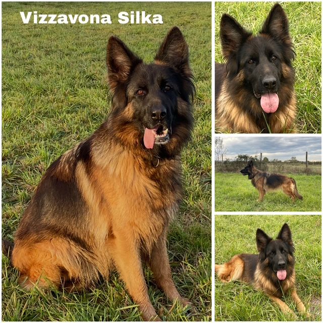 Vizzavona Silka