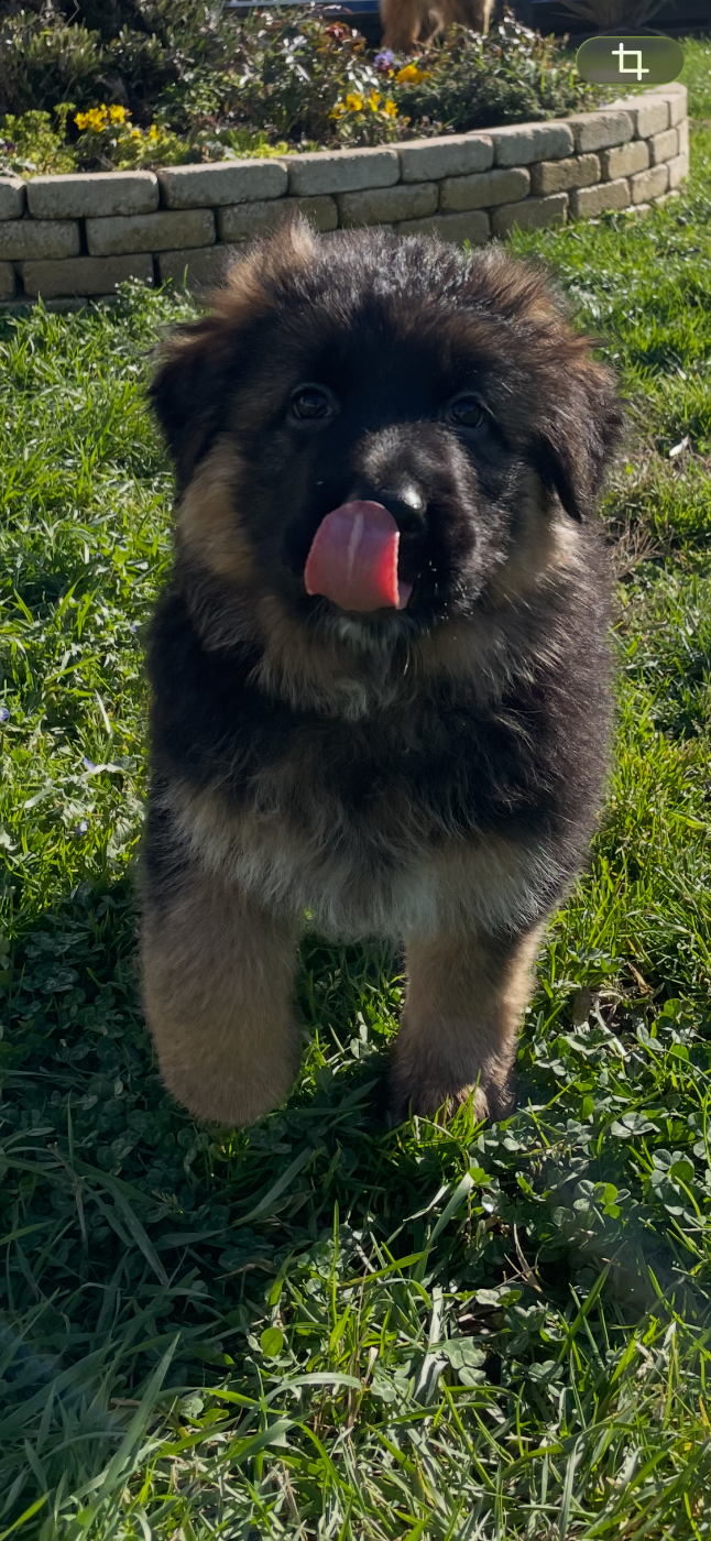 Petits loups disponibles début Février !!!