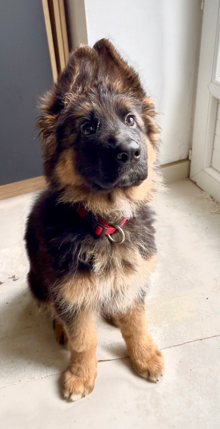 Tous les petits loups ont trouvé leur famille !