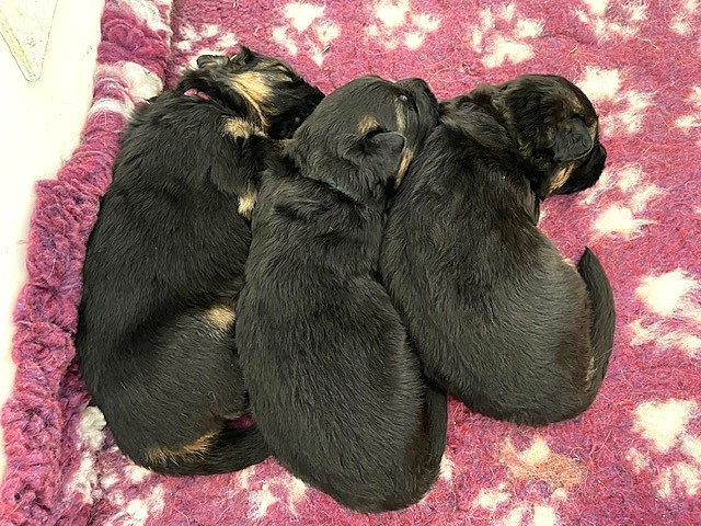 Des Sources De L'Hers - Chiots disponibles - Berger Allemand Poil Long
