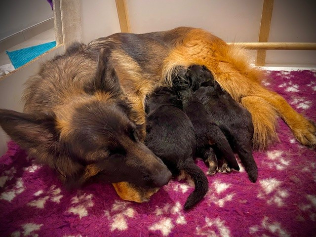 Des Sources De L'Hers - Chiots disponibles - Berger Allemand Poil Long