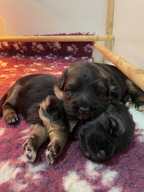 Des Sources De L'Hers - Chiots disponibles - Berger Allemand Poil Long