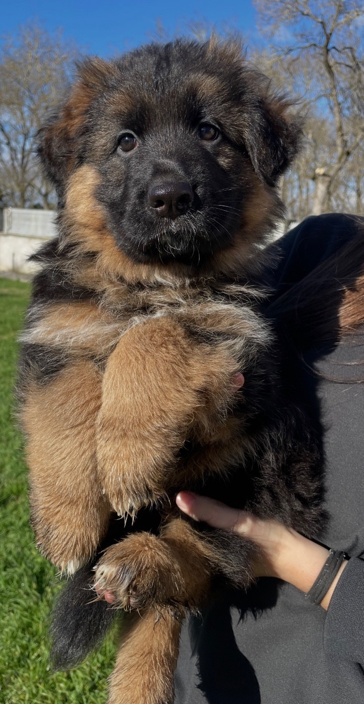 Des Sources De L'Hers - Chiots disponibles - Berger Allemand Poil Long