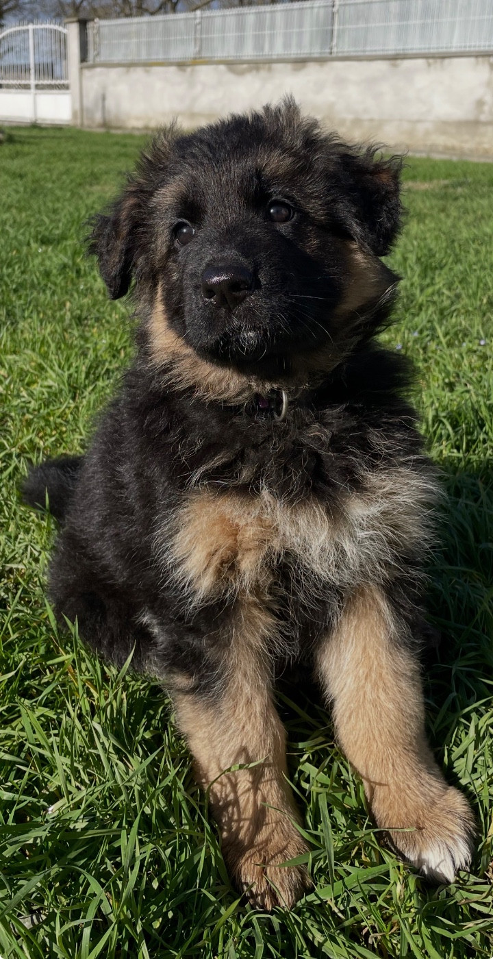 Des Sources De L'Hers - Chiots disponibles - Berger Allemand Poil Long