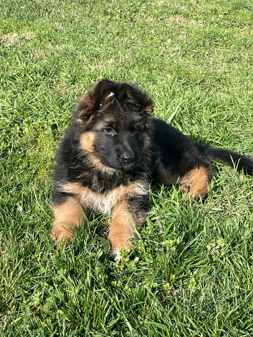 Des Sources De L'Hers - Chiots disponibles - Berger Allemand Poil Long