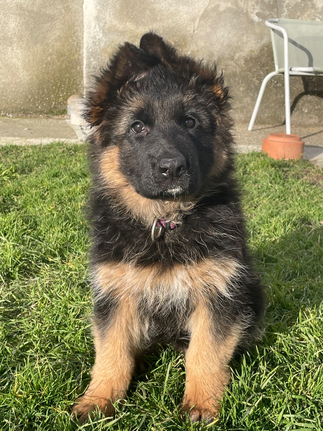 Des Sources De L'Hers - Chiots disponibles - Berger Allemand Poil Long